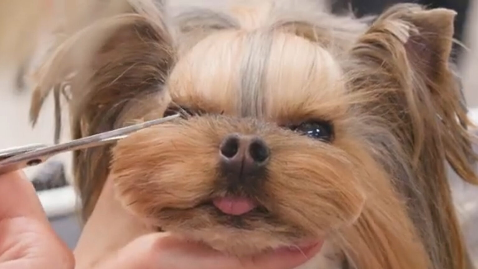 Йорки клип с фантазия